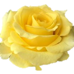 High & Exotic Rose jaune d'Equateur Ethiflora